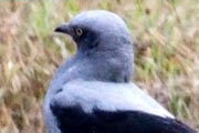 Ground Cuckoo-shrike (Coracina maxima)